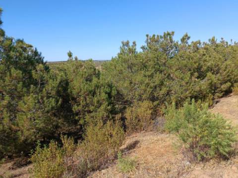 TERRENO COM 33.600 M2 - POSSIBILIDADE DE CONSTRUIR ARMAZEM - PRÓXIMO AZINHAL EM CASTRO MARIM - ALGARVE