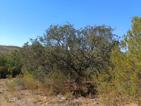 TERRENO COM 33.600 M2 - POSSIBILIDADE DE CONSTRUIR ARMAZEM - PRÓXIMO AZINHAL EM CASTRO MARIM - ALGARVE