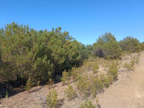 TERRENO COM 33.600 M2 - POSSIBILIDADE DE CONSTRUIR ARMAZEM - PRÓXIMO AZINHAL EM CASTRO MARIM - ALGARVE