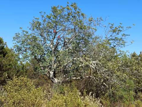 TERRENO COM 33.600 M2 - POSSIBILIDADE DE CONSTRUIR ARMAZEM - PRÓXIMO AZINHAL EM CASTRO MARIM - ALGARVE