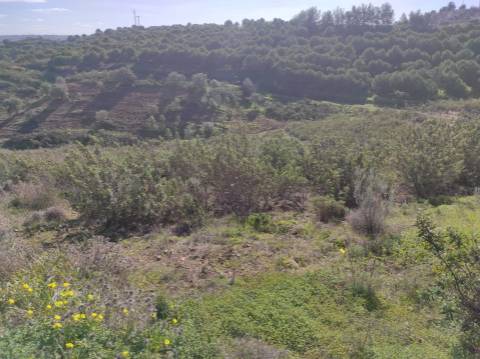 TERRENO RUSTICO COM 9.520 M2 - VISTA DO RIO GUADIANA - VALE ANDREU -CASTRO MARIM - ALGARVE