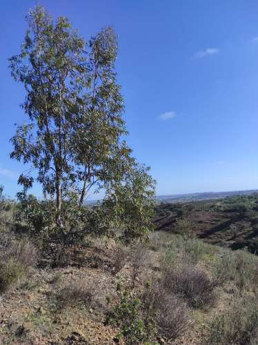 TERRENO RUSTICO COM 9.520 M2 - VISTA DO RIO GUADIANA - VALE ANDREU -CASTRO MARIM - ALGARVE