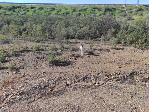 TERRENO RUSTICO COM 9.520 M2 - VISTA DO RIO GUADIANA - VALE ANDREU -CASTRO MARIM - ALGARVE