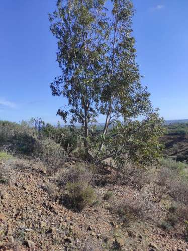 TERRENO RUSTICO COM 9.520 M2 - VISTA DO RIO GUADIANA - VALE ANDREU -CASTRO MARIM - ALGARVE