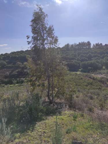 TERRENO RUSTICO COM 9.520 M2 - VISTA DO RIO GUADIANA - VALE ANDREU -CASTRO MARIM - ALGARVE