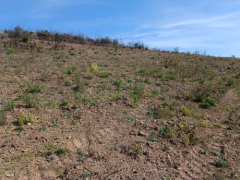 TERRENO RÚSTICO COM 3920 M2 - FONTE CHICÓ EM CASTRO MARIM - ALGARVE