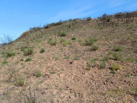 TERRENO RÚSTICO COM 3920 M2 - FONTE CHICÓ EM CASTRO MARIM - ALGARVE