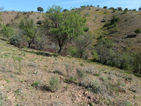 TERRENO RÚSTICO COM 3920 M2 - FONTE CHICÓ EM CASTRO MARIM - ALGARVE