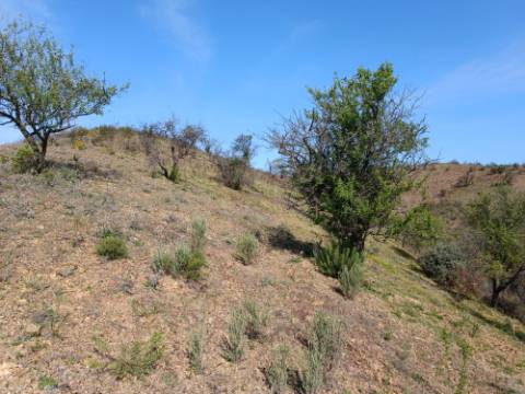 TERRENO RÚSTICO COM 3920 M2 - FONTE CHICÓ EM CASTRO MARIM - ALGARVE