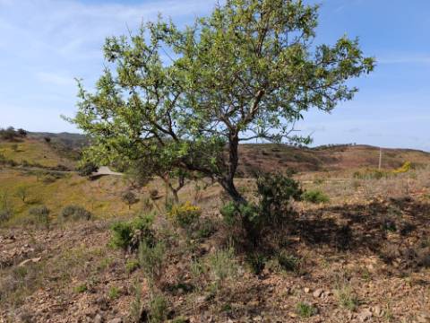 TERRENO RÚSTICO COM 3920 M2 - FONTE CHICÓ EM CASTRO MARIM - ALGARVE