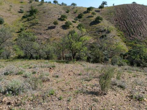 TERRENO RÚSTICO COM 3920 M2 - FONTE CHICÓ EM CASTRO MARIM - ALGARVE