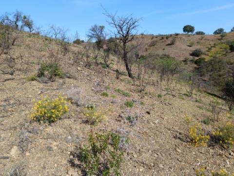 TERRENO RÚSTICO COM 3920 M2 - FONTE CHICÓ EM CASTRO MARIM - ALGARVE