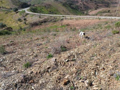 TERRENO RÚSTICO COM 3920 M2 - FONTE CHICÓ EM CASTRO MARIM - ALGARVE