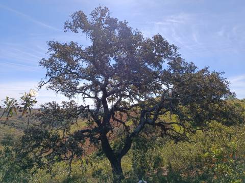 TERRENO RUSTICO COM 8.280 M2 - PRÓXIMO DO MAGOITO EM ODELEITE - CASTRO MARIM - ALGARVE