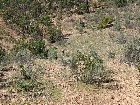 TERRENO RUSTICO COM 8.280 M2 - PRÓXIMO DO MAGOITO EM ODELEITE - CASTRO MARIM - ALGARVE