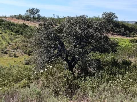 TERRENO RUSTICO COM 8.280 M2 - PRÓXIMO DO MAGOITO EM ODELEITE - CASTRO MARIM - ALGARVE