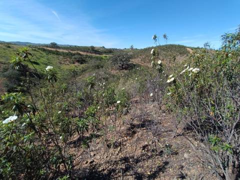 TERRENO RUSTICO COM 8.280 M2 - PRÓXIMO DO MAGOITO EM ODELEITE - CASTRO MARIM - ALGARVE