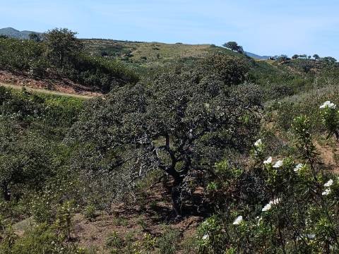 TERRENO RUSTICO COM 8.280 M2 - PRÓXIMO DO MAGOITO EM ODELEITE - CASTRO MARIM - ALGARVE