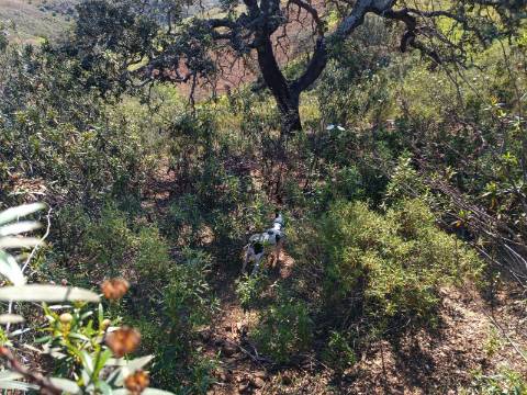 TERRENO RUSTICO COM 8.280 M2 - PRÓXIMO DO MAGOITO EM ODELEITE - CASTRO MARIM - ALGARVE