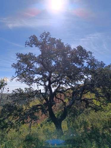 TERRENO RUSTICO COM 8.280 M2 - PRÓXIMO DO MAGOITO EM ODELEITE - CASTRO MARIM - ALGARVE