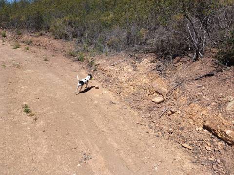 TERRENO COM 10.160 M2 - PRÓXIMO A CORTE DO GAGO - CASTRO MARIM - ALGARVE
