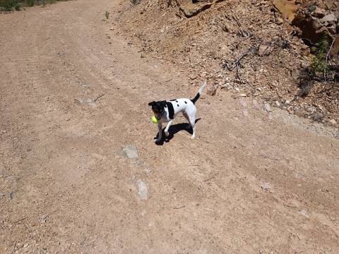 TERRENO COM 10.160 M2 - PRÓXIMO A CORTE DO GAGO - CASTRO MARIM - ALGARVE