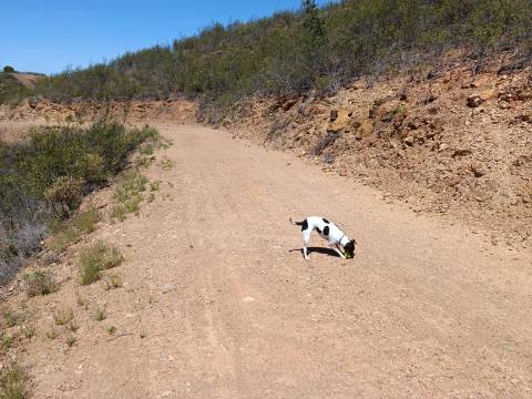 TERRENO COM 10.160 M2 - PRÓXIMO A CORTE DO GAGO - CASTRO MARIM - ALGARVE