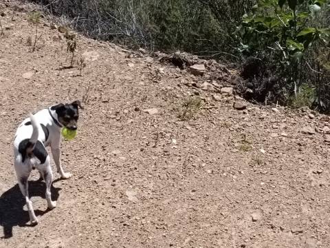 TERRENO COM 10.160 M2 - PRÓXIMO A CORTE DO GAGO - CASTRO MARIM - ALGARVE
