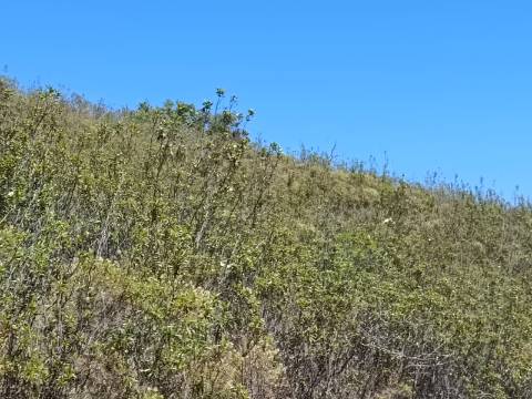 TERRENO COM 10.160 M2 - PRÓXIMO A CORTE DO GAGO - CASTRO MARIM - ALGARVE