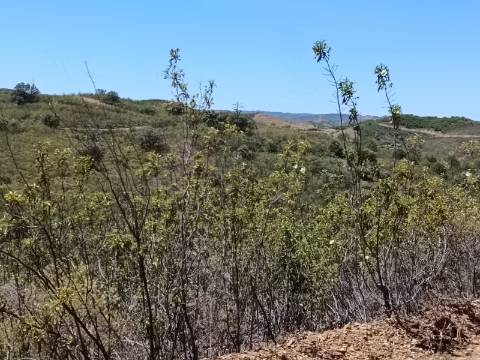 TERRENO COM 10.160 M2 - PRÓXIMO A CORTE DO GAGO - CASTRO MARIM - ALGARVE