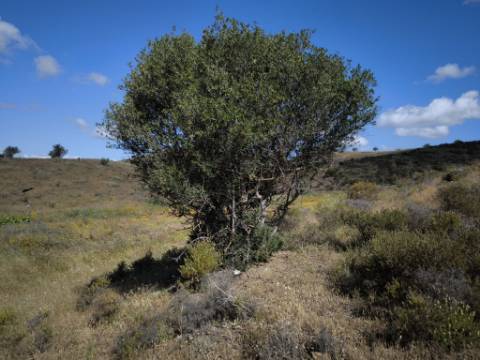 TERRENO COM 60880 M2 - COM POSSIBILIDADE DE CONSTRUÇÃO - TURISMO E MORADIA - JUNQUEIRA - CASTRO MARIM - ALGARVE