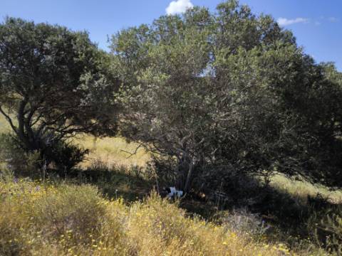 TERRENO COM 60880 M2 - COM POSSIBILIDADE DE CONSTRUÇÃO - TURISMO E MORADIA - JUNQUEIRA - CASTRO MARIM - ALGARVE