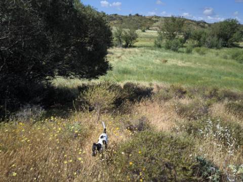 TERRENO COM 60880 M2 - COM POSSIBILIDADE DE CONSTRUÇÃO - TURISMO E MORADIA - JUNQUEIRA - CASTRO MARIM - ALGARVE