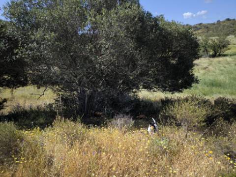 TERRENO COM 60880 M2 - COM POSSIBILIDADE DE CONSTRUÇÃO - TURISMO E MORADIA - JUNQUEIRA - CASTRO MARIM - ALGARVE