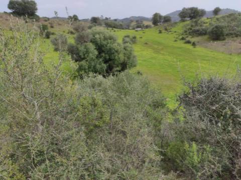 Terreno Rústico com 16.320 m² com árvores - Beliche - Castro Marim - Algarve