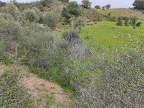 Terreno Rústico com 16.320 m² com árvores - Beliche - Castro Marim - Algarve
