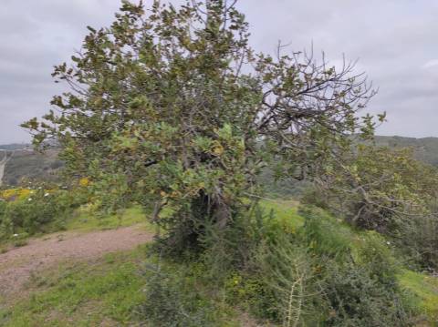 Terreno Rústico com 16.320 m² com árvores - Beliche - Castro Marim - Algarve
