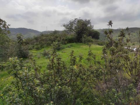 Terreno Rústico com 16.320 m² com árvores - Beliche - Castro Marim - Algarve