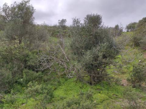 Terreno Rústico com 16.320 m² com árvores - Beliche - Castro Marim - Algarve