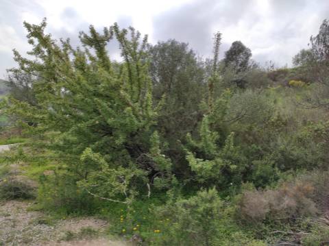 Terreno Rústico com 16.320 m² com árvores - Beliche - Castro Marim - Algarve