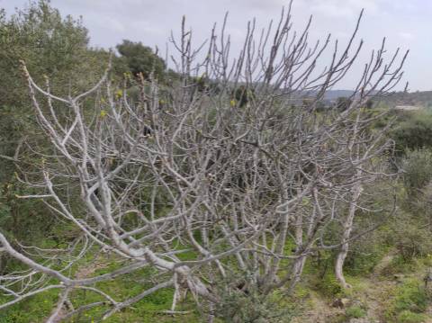 Terreno Rústico com 16.320 m² com árvores - Beliche - Castro Marim - Algarve
