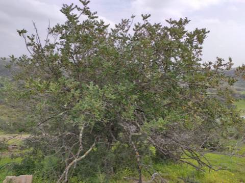 Terreno Rústico com 16.320 m² com árvores - Beliche - Castro Marim - Algarve