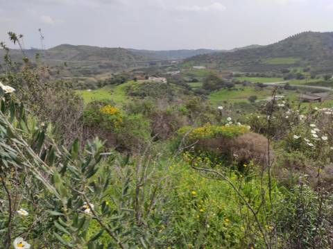 Terreno Rústico com 16.320 m² com árvores - Beliche - Castro Marim - Algarve