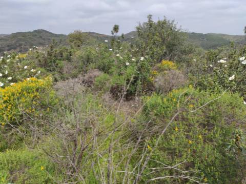 Terreno Rústico com 16.320 m² com árvores - Beliche - Castro Marim - Algarve