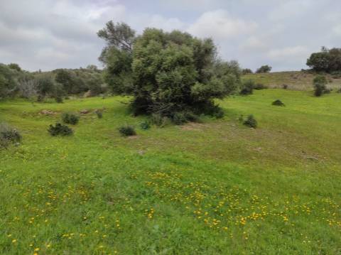Terreno Rústico com 16.320 m² com árvores - Beliche - Castro Marim - Algarve