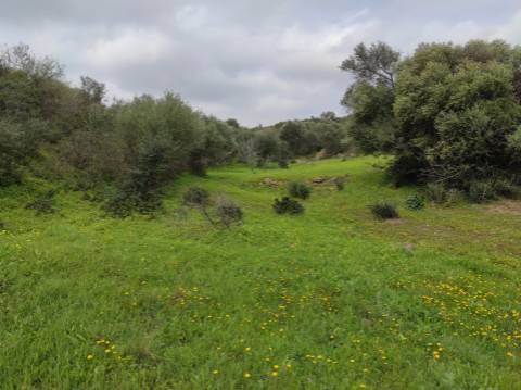 Terreno Rústico com 16.320 m² com árvores - Beliche - Castro Marim - Algarve