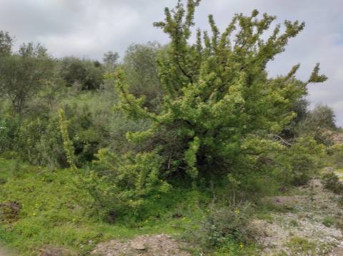 Terreno Rústico com 16.320 m² com árvores - Beliche - Castro Marim - Algarve