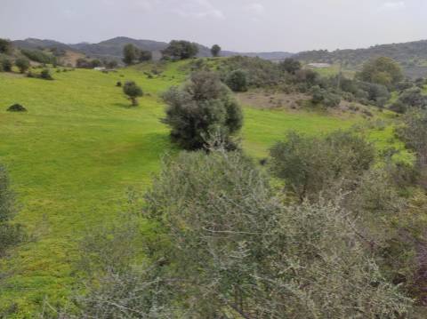 Terreno Rústico com 16.320 m² com árvores - Beliche - Castro Marim - Algarve