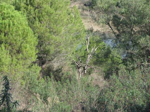 TERRENO RÚSTICO COM 10.480 M2 JUNTO A BARRAGEM DO BELICHE - ALCARIAS - AZINHAL - ALGARVE