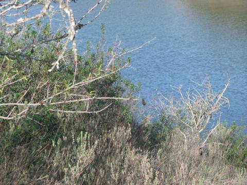 TERRENO RÚSTICO COM 10.480 M2 JUNTO A BARRAGEM DO BELICHE - ALCARIAS - AZINHAL - ALGARVE